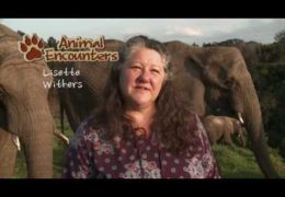 Animal Encounters – Episode 1 Elephants